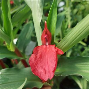 Roscoea Purpurea Red Flower